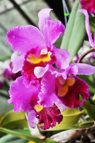 A je to stále jedna z mojich nádherné orchidey - Cattleya. Urobil som priateľov s ňou v poslednej dobe.