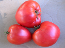 6 vysoký paradajka skleníky a výfukové sibírsky Chov