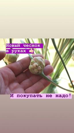 Arrows - žiadne extra cesnakom na lôžku. Foto: blog.garlicfarm.ru