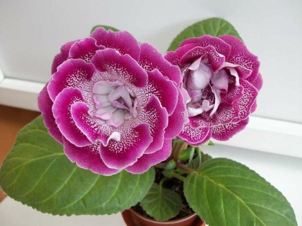 Kvitnúce gloxinia grade AO Pink Extravaganza. Fotografie z fóra 