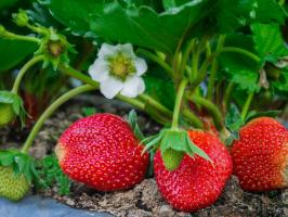 5 jednoduchých pravidiel starostlivosti o jahody na záhrade v júli a auguste do budúceho roka bola veľká úroda
