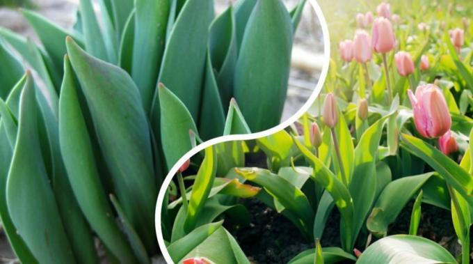 Hoci odrôd tulipánov moc a všetky tie rôzne princípy baňaté rastu rastlín sú rovnaké pre všetkých. Foto: ogorod.ru