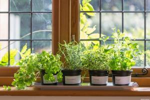 Čo môžete pestovať zeleninu a bylinky na balkóne bytu