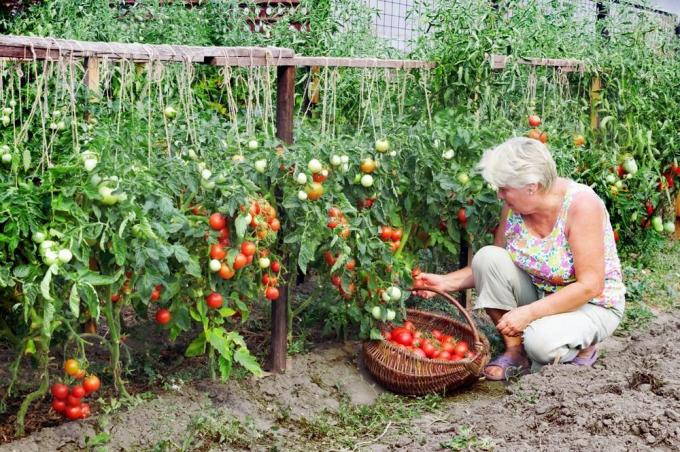 Úroda paradajky (superdom.ua)