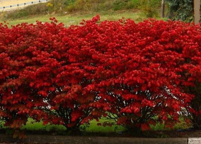 Červené listy na jeseň Euonymus (landas.ru)
