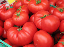 Kde kúpiť semená paradajok zadarmo?