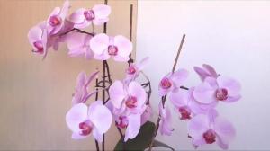 5 hrubé chyby v starostlivosti o phalaenopsis orchideí