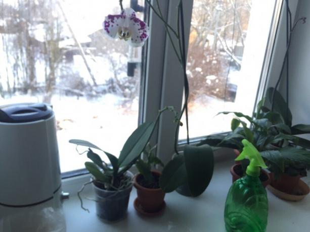 Winter hydratačné orchidey