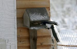 Vták život v obci v zime