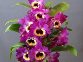 Amazing Dendrobium. Rysy pestovania a starostlivosti