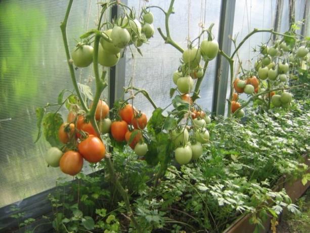 Dozrievanie paradajok v skleníku je možné urýchliť! (Mojateplica.ru)