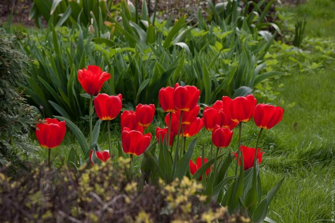 Tulipánov urobiť krásne skladby, ktoré pre mňa symbolizuje jar a 9. mája