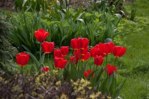 4. Rada pre veľkorysé kvetu tulipány na záhrade
