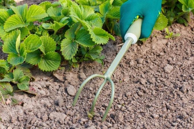 Uistite sa, že proryhlit pôdu pred mulčovanie | Záhradkárstvo a záhradníctvo