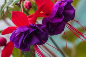 6 izbové rastliny s bohatou kvitnutia: ozdobou každej domácnosti