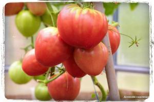 5 Väčšina sladké odrody paradajok