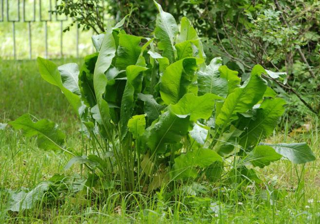 Ako sa zbaviť chrenom, alebo daylilies? | Záhradkárstvo a záhradníctvo