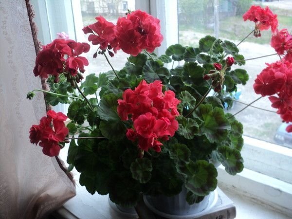 Geranium na parapet (postila.ru)