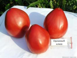 4 najlepších paradajok odrody pre skleníky a otvorenom teréne. Top zostavili odborníci.