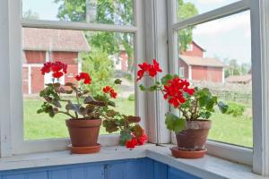 Pre lepšiu okná dať muškáty, orchidey, fialky a Spathiphyllum