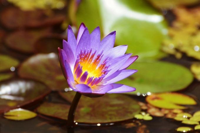 Blue lotus - zakázané krása | ZikZak