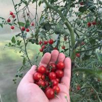 Cherry Prečo by mal myslieť pred výsadbou paradajok? háčik