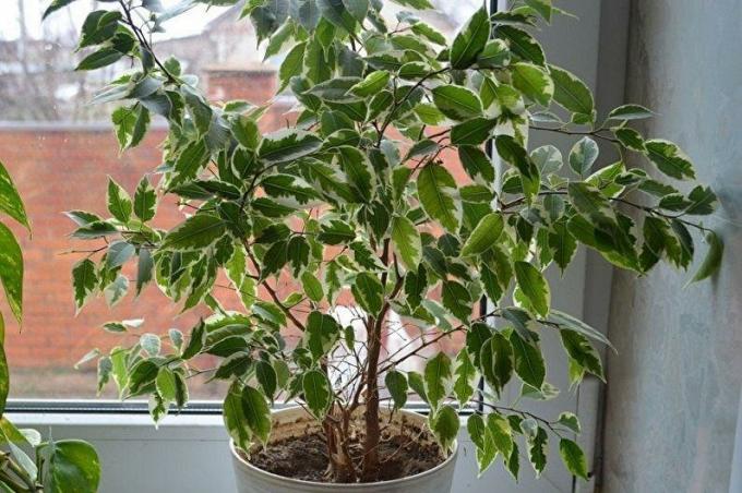 Ficus benjamina sa pozerá z malého okna zimnej krajine za oknom. Foto: houser.su