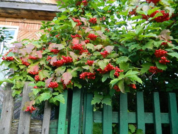 Red Viburnum jeseň kefa (green-ekb.ru)