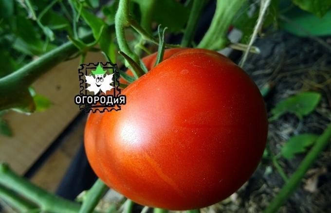 Šťastná môj tomatik, nevedel, čo Phytophthora, proste neviem, s tým som mal šťastie