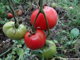 4 "lenivá" paradajka odrôd