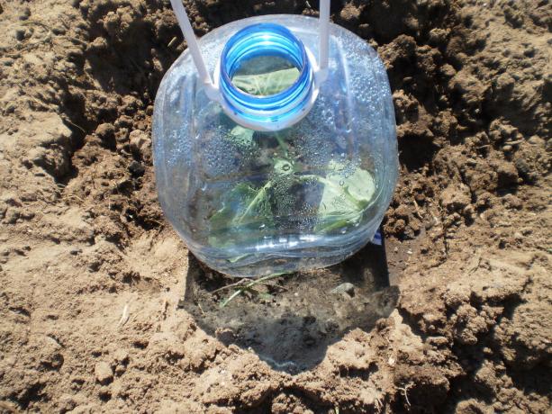 Výsadba kapusta, použiť plastovú fľašu ako krytiny