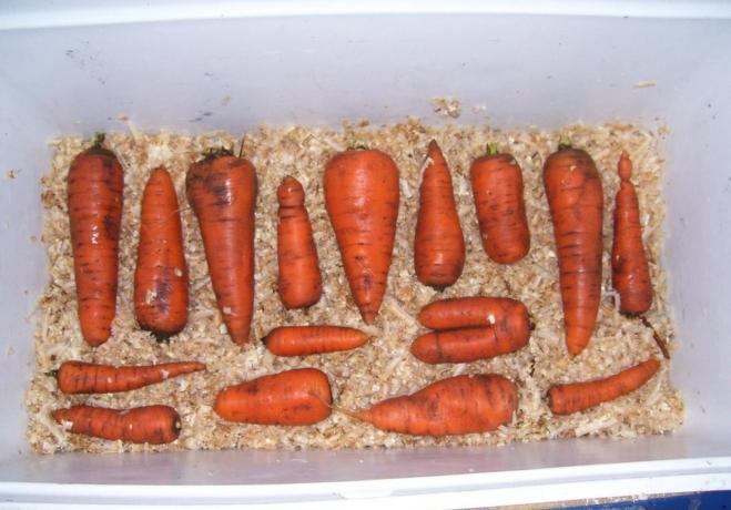 Piliny je ideálny pre skladovanie mrkvy | Záhradkárstvo a záhradníctvo