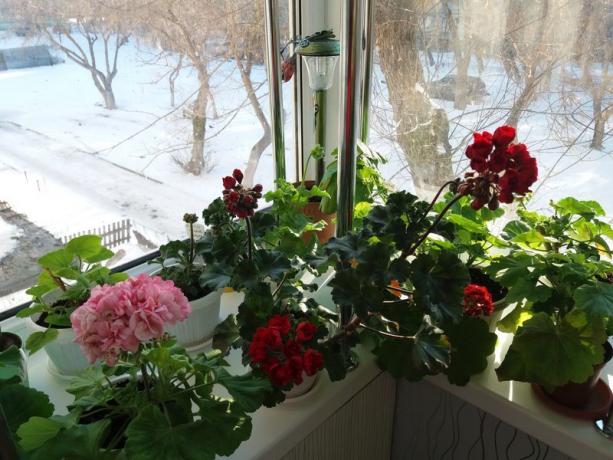 Ak vaše muškáty kvitnú v zime, nie je potreba "obdobie pokoja obdobie" to. Domnievam sa, že samotné rastliny vedieť, ako najlepšie