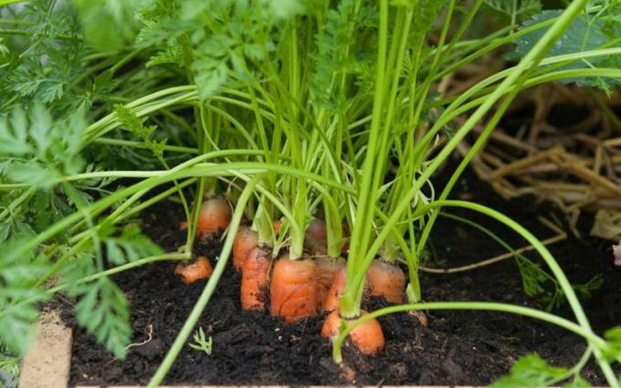 Pestovanie mrkvy potrebujú hnojivá