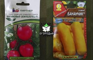 Manželstvo odrody a hybridy paradajok