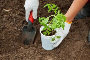 Ako správne zasadiť paradajkovej sadenice