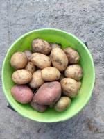 Čo je potrebné rastliny po zbere zemiakov v septembri. Zelené hnojenie, ktoré čistia pôdu a odradiť škodcu