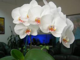 Phalaenopsis bude kvitnúť veľkolepo: hrniec a zeminy