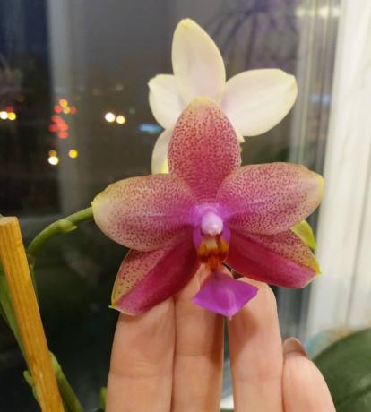 phalaenopsis kvetina