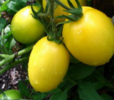 7 vzácnych a zberateľských odrody paradajok, ktoré by vás mohli zaujímať