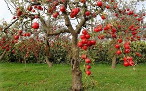 Ako sa správne starať o starých ovocných stromov v záhrade