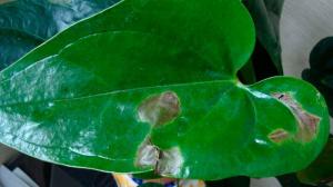 Tmavé škvrny na listoch izbové rastliny: Ako zistiť príčinu a zachrániť kvet