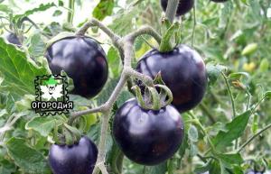 Zbierajte semená paradajka hybridov - prekvapenie z mojej skúsenosti