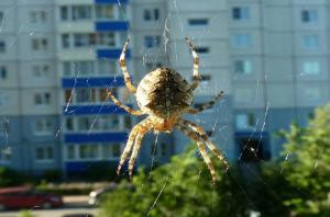 Prečo nemôže dotknúť pavúkmi žijúci vo vašej domácnosti.