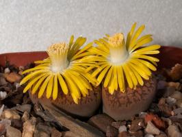 Lithops: kamene alebo rastliny?