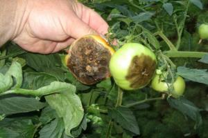 Júl - doba povinného spracovanie paradajok proti Phytophthora. Potreba procesu.