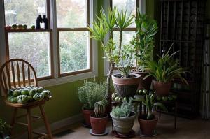 5 trendy, nenáročný na izbové rastliny môže premeniť svoj byt do malého džungli