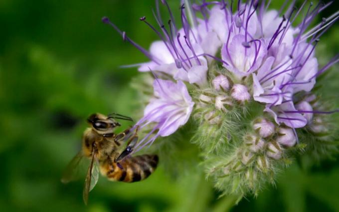 Foto Phacelia kvet preberajú z otvorených zdrojov pre ilustráciu