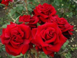 5 Kroky starostlivú prípravu ruží v záhrade na zimnej mrazy a v auguste