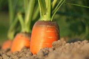 Výsadba mrkvu do budúcnosti. Ponúka siatie a starostlivosť